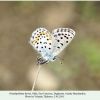 pseudophilotes bavius daghestan male 1